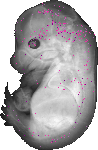 mouse atlas EMAGE spatial in situ gene expression database None