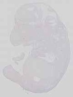 EMAGE:15115