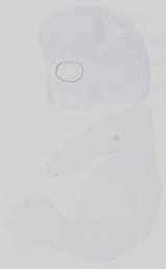 EMAGE:15130