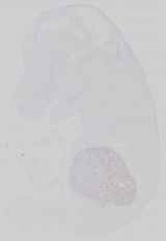 EMAGE:15137