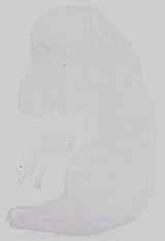 EMAGE:15138