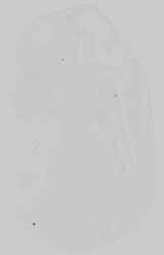 EMAGE:15142