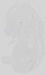 EMAGE:15146