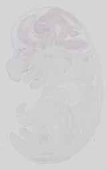 EMAGE:15148