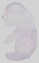 EMAGE:15176