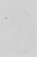 EMAGE:15176