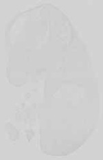 EMAGE:15176