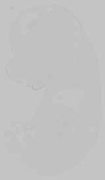 EMAGE:15196