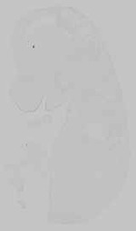 EMAGE:15196
