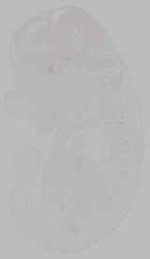 EMAGE:15201