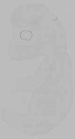 EMAGE:15201