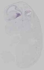 EMAGE:15205