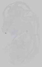 EMAGE:15207