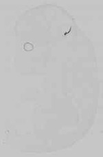 EMAGE:15210
