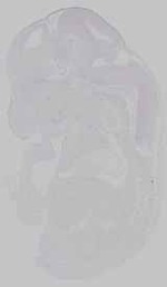 EMAGE:15214