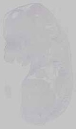 EMAGE:15214