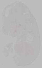 EMAGE:15221