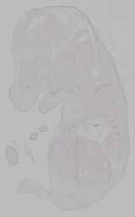 EMAGE:15221
