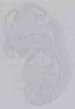 EMAGE:15226
