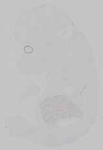 EMAGE:15243