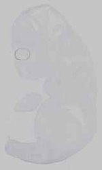 EMAGE:15244