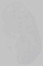 EMAGE:15244