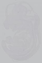 EMAGE:15248
