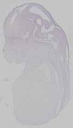 EMAGE:15265