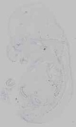 EMAGE:15267