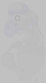 EMAGE:15268