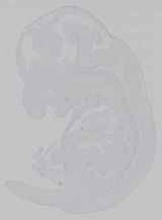 EMAGE:15283