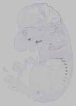 EMAGE:15297