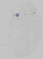 EMAGE:15301