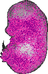 mouse atlas EMAGE spatial in situ gene expression database None