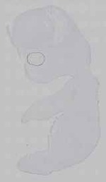 EMAGE:15317