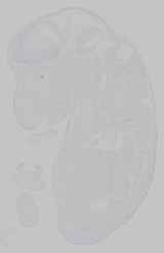 EMAGE:15320