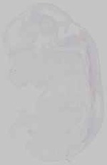 EMAGE:15320
