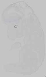 EMAGE:15320