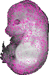 mouse atlas EMAGE spatial in situ gene expression database None