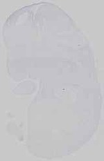 EMAGE:15344