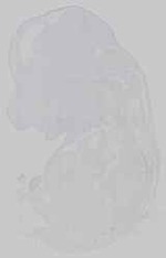 EMAGE:15344