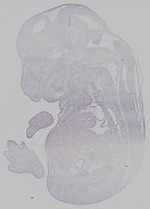 EMAGE:15353