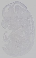EMAGE:15353