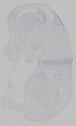 EMAGE:15353