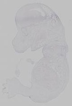 EMAGE:15353