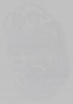 EMAGE:15361