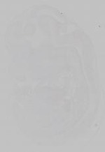 EMAGE:15361