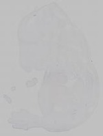 EMAGE:15372