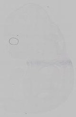 EMAGE:15373