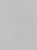 EMAGE:15373